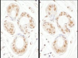 SENP3 Antibody, Novus Biologicals 0.1mg; Unlabeled:Antibodies, Polyclonal